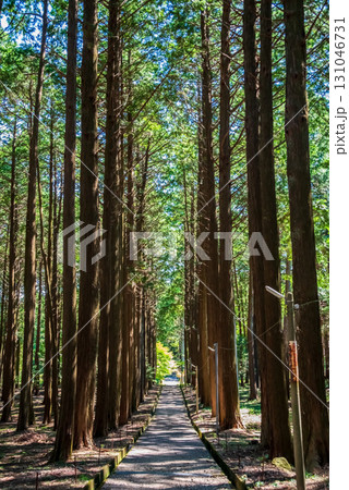 尾高観音 檜の木立の中を行く参道《三重県 三重郡 菰野町》 131046731