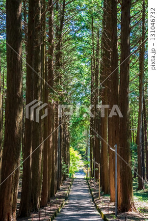尾高観音 檜の木立の中を行く参道《三重県 三重郡 菰野町》 131046732