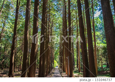 尾高観音 檜の木立の中を行く参道《三重県 三重郡 菰野町》 131046737
