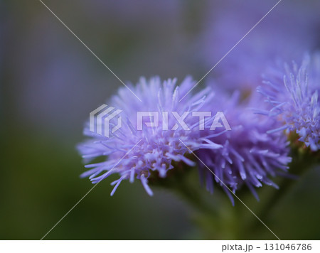 9月に咲いた可愛らしいアゲラタムの花 9月に咲いた可愛らしいアゲラタムの花 131046786