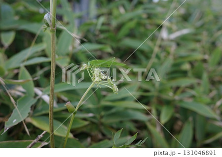 霧ヶ峰高原で見られる夏の生き物。シシウドの花にツユムシがとまり、草原の中で自然の営みを感じさせます。 131046891