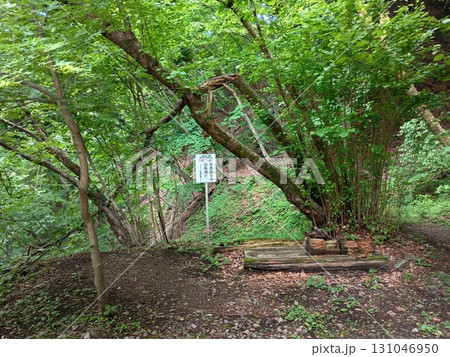 森林内の土径沿いに設置された案内標識と丸太製ベンチ、落葉と小石に覆われた休憩スペース 131046950