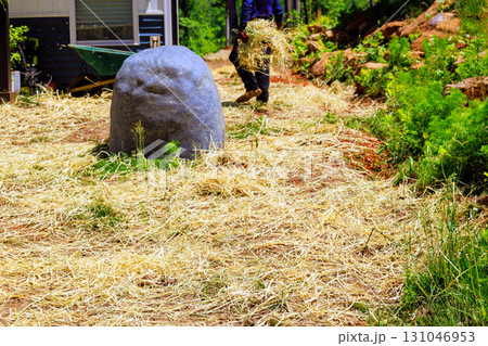 Gardener is laying down straw to protect soil after sowing grass around large rock in sunny outdoor garden space. Gardener is laying down straw to protect soil after sowing grass around large rock in sunny outdoor garden space. 131046953