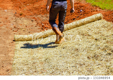 Man in boots walks on newly laid straw covering after sowing grass agricultural field. Man in boots walks on newly laid straw covering after sowing grass agricultural field. 131046954