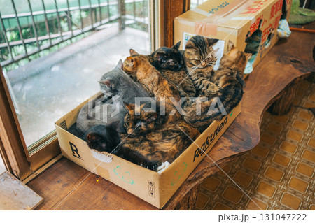 段ボールの中にいるたくさんの猫　雑種 131047222