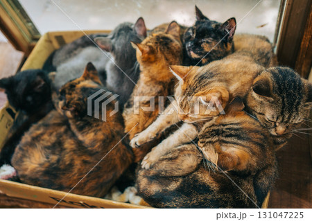 段ボールの中にいるたくさんの猫　雑種 131047225