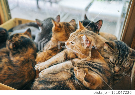段ボールの中にいるたくさんの猫 雑種 段ボールの中にいるたくさんの猫 雑種 131047226