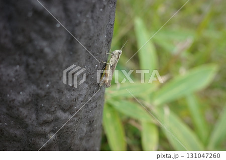 霧ヶ峰高原で見られる小さなバッタ、ヒナバッタ。夏の草原に溶け込むように生息し、霧ヶ峰の自然を象徴する 131047260