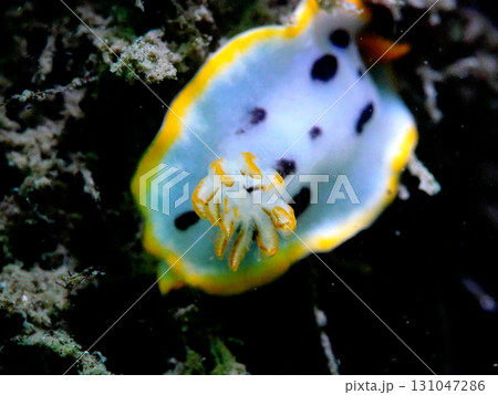 シロウミウシ シロウミウシ 131047286