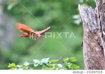 森の奥へ飛び去って行くアカショウビン 131047319