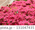 ツツジの蜜を吸うアゲハチョウ 131047435