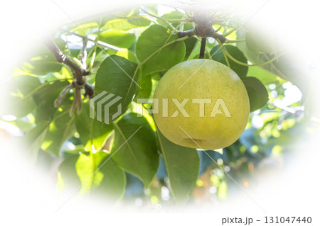 二十世紀梨 (鳥取県湯梨浜町) 二十世紀梨 (鳥取県湯梨浜町) 131047440