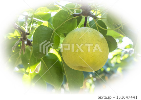 二十世紀梨　(鳥取県湯梨浜町） 131047441