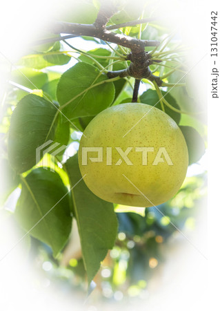 二十世紀梨　(鳥取県湯梨浜町） 131047442