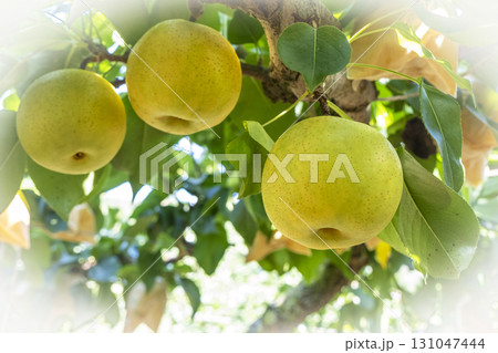 二十世紀梨 (鳥取県湯梨浜町) 二十世紀梨 (鳥取県湯梨浜町) 131047444