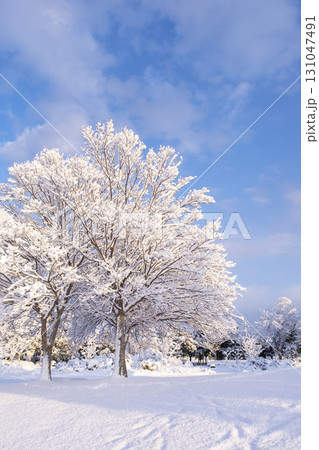 公園の雪景色 東郷池周辺 公園の雪景色 東郷池周辺 131047491