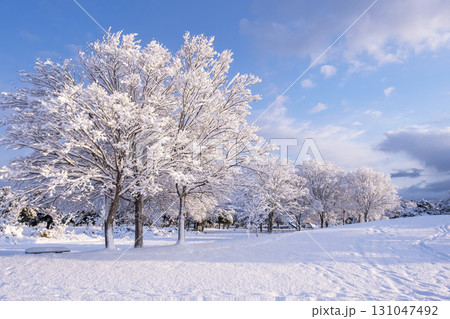 公園の雪景色　東郷池周辺 131047492