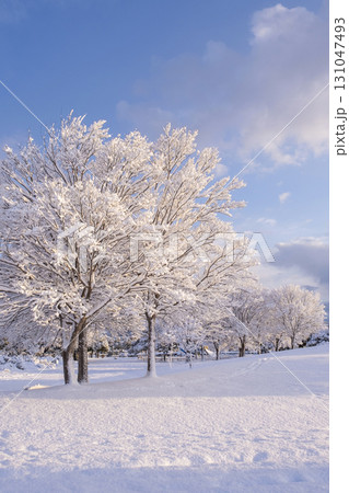 公園の雪景色　東郷池周辺 131047493