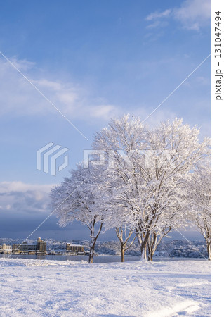 公園の雪景色　東郷池周辺 131047494