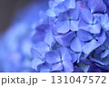 青い紫陽花 131047572