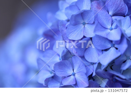 青い紫陽花 131047572