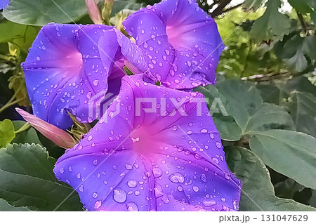 アサガオに雨だれ セイヨウアサガオ グラフィック素材 アサガオに雨だれ セイヨウアサガオ グラフィック素材 131047629