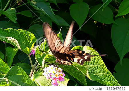 ジャコウアゲハ　花の蜜を吸う 131047632