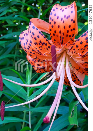 オニユリのアップ　鬼百合 131047633