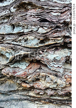 ヤシの木肌　カナリーヤシ　グラフィック素材 131047634