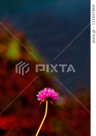 赤いセンニチコウの花 131047868
