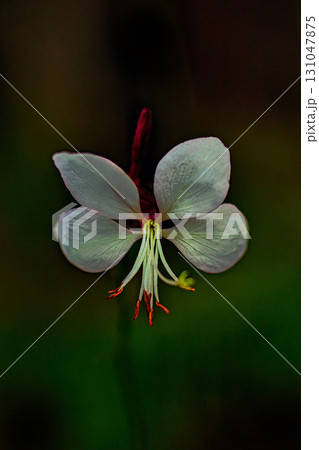赤いガウラの花 赤いガウラの花 131047875