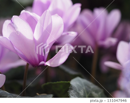 ブルー系シクラメン　セレナーディア　ライラックフリル	 131047946