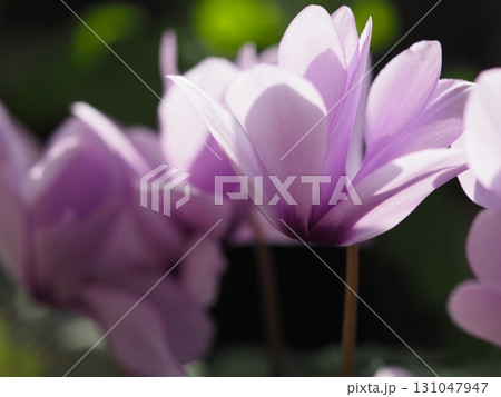 ブルー系シクラメン　セレナーディア　ライラックフリル	 131047947