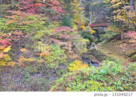 沢伝いに紅葉した木々 晩秋の榛名神社二の鳥居付近 沢伝いに紅葉した木々 晩秋の榛名神社二の鳥居付近 131048217