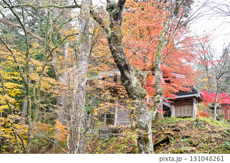 見頃の紅葉 晩秋の榛名神社二の鳥居付近 見頃の紅葉 晩秋の榛名神社二の鳥居付近 131048261