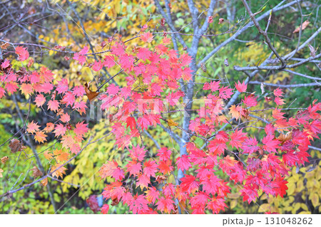 見頃の紅葉 晩秋の榛名神社二の鳥居付近 見頃の紅葉 晩秋の榛名神社二の鳥居付近 131048262