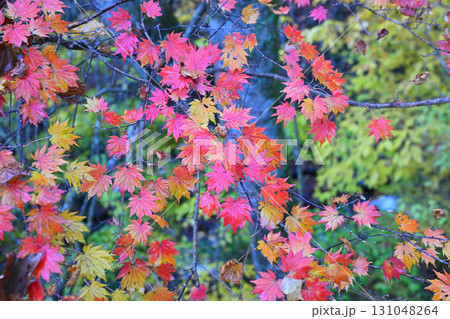 見頃の紅葉　晩秋の榛名神社二の鳥居付近　　　 131048264