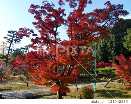智積院 131048829