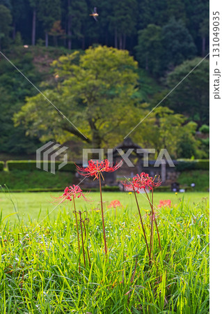 朝倉氏遺跡に秋がきた 131049035