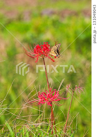 朝倉氏遺跡に秋がきた 131049043