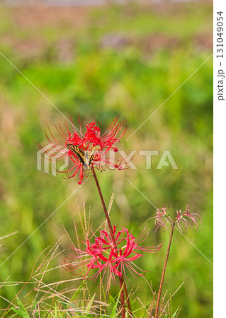 朝倉氏遺跡に秋がきた 朝倉氏遺跡に秋がきた 131049054
