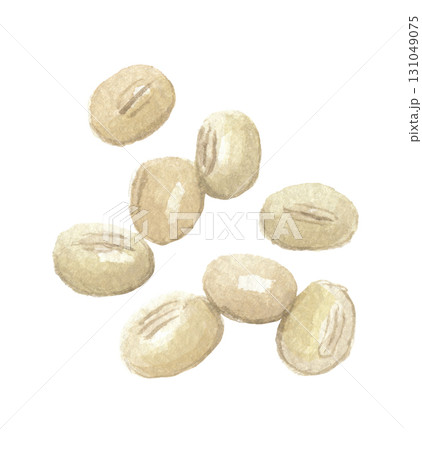 水彩で描いた白小豆　白アズキ 131049075