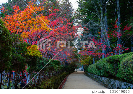 高野山 紅葉の蛇腹道 高野山 紅葉の蛇腹道 131049096