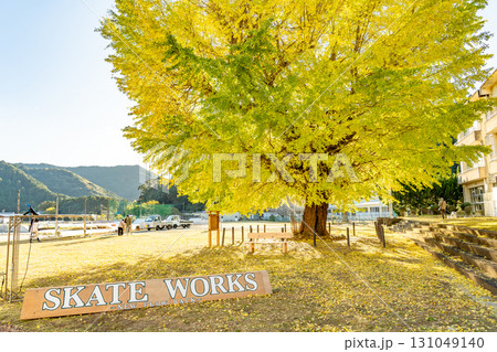 三重県南伊勢町　黄金色に輝く旧穂原小学校の大銀杏 131049140