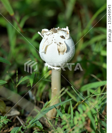 傘が開く前のオオシロカラカサタケ 131049545