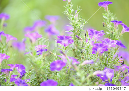 花壇のペチュニア 花壇のペチュニア 131049547