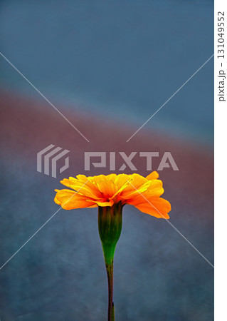 黄色いマリーゴールド 131049552