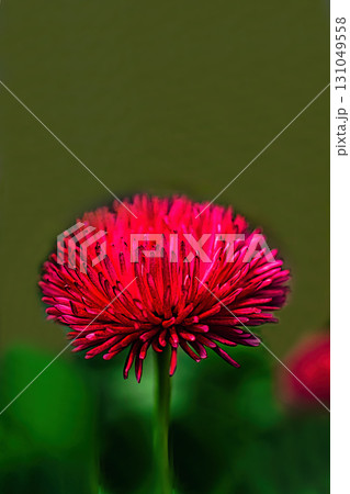 赤いシオンの花 131049558