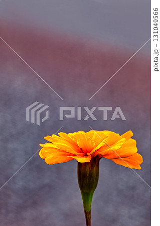 黄色いマリーゴールドの花 131049566