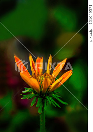 黄色いガザニアの花 131049571